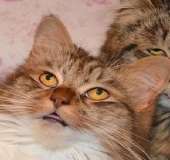 159
