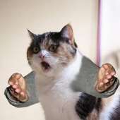 41