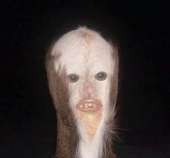 29