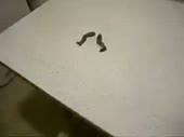 2831