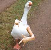 68
