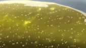 10063