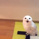 515