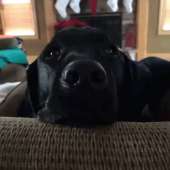 3133