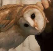 2449