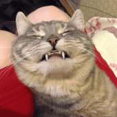 2732