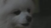 7497