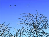 480x360