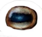 176x157