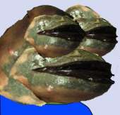 400x388