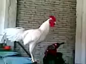 320x240