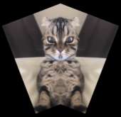410x398