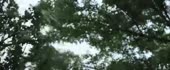 700x292