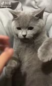 460x754