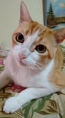 406x720