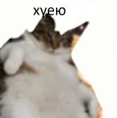 478x480
