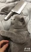 460x754