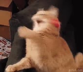 340x294