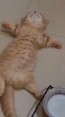 406x720