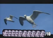 490x360