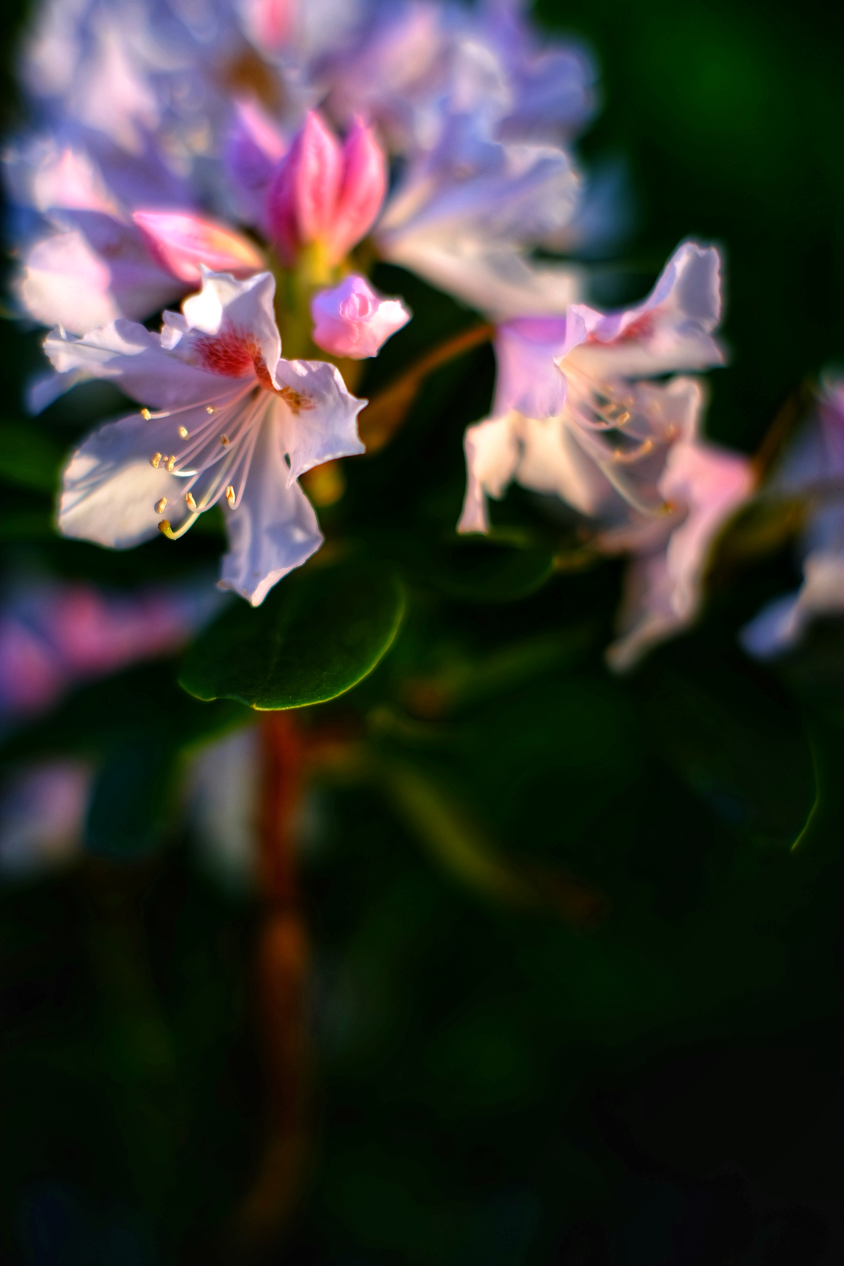 3264x4896