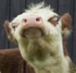 71