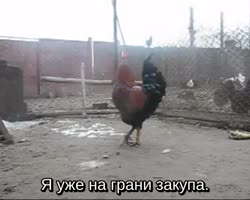 450x360