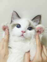 44