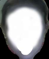 318x381