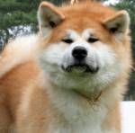 536
