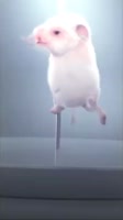 406x720