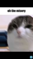640x1136