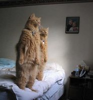 32