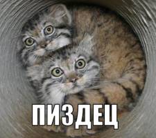 46