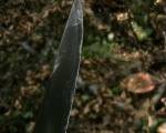 96