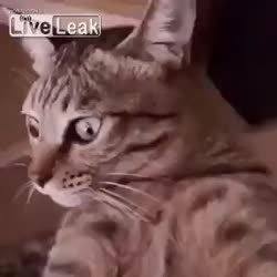 300x300
