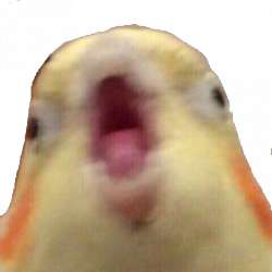 480x480