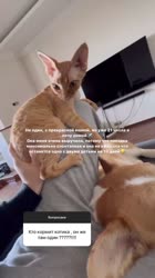 640x1136