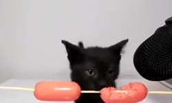 460x276