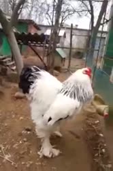 720x1080