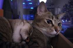 600x399