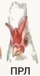 369x694