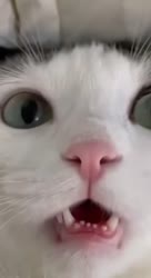 464x848