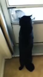 460x818