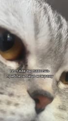 480x854