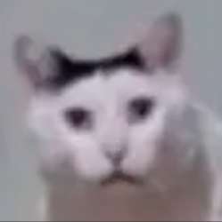 693x694