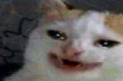 540x356
