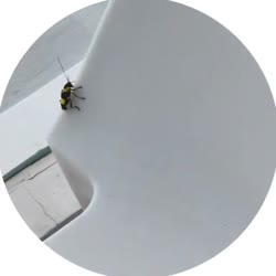 384x384