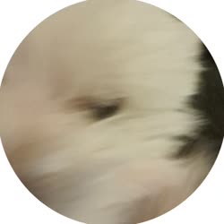 384x384
