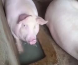 384x320